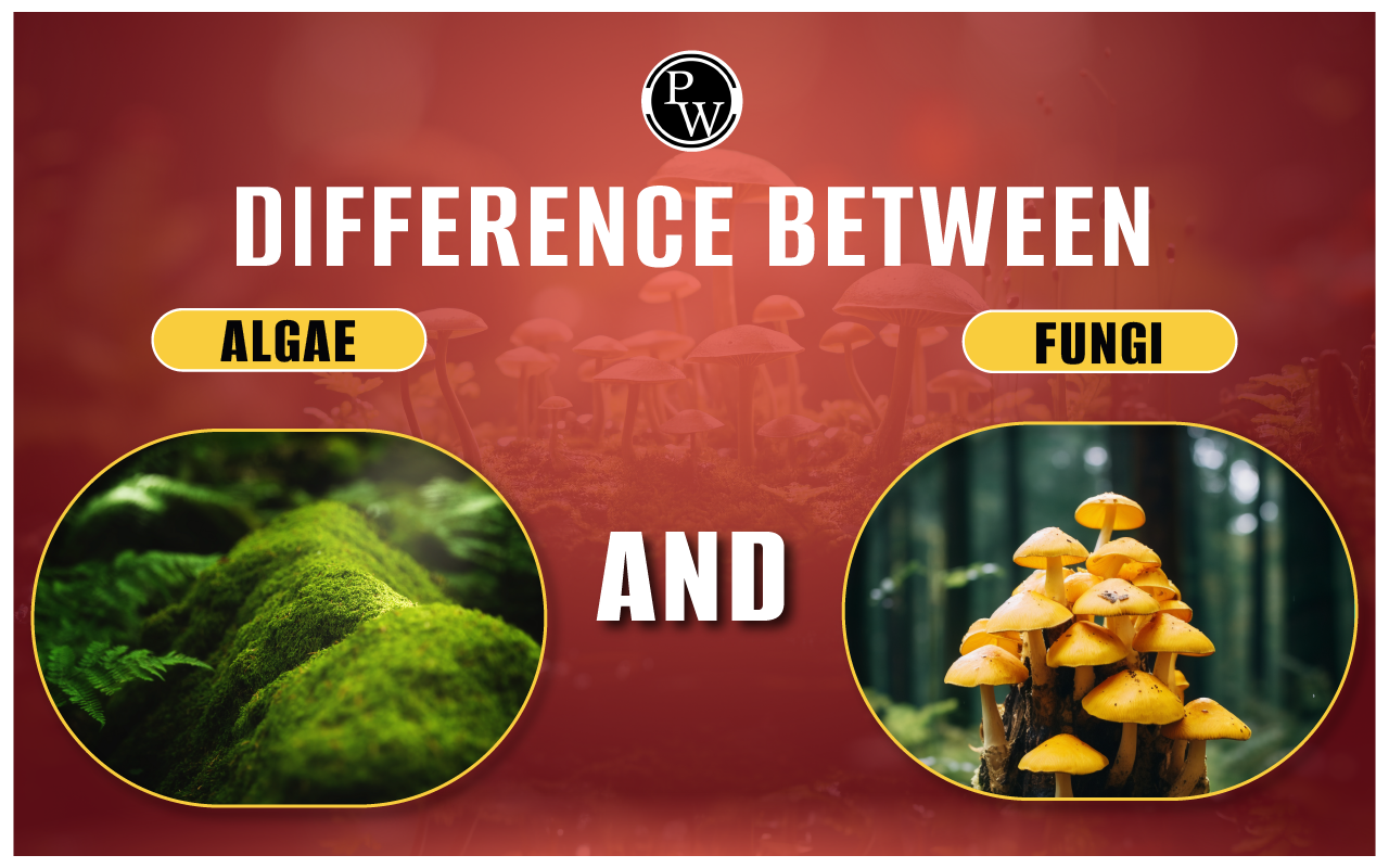 Difference Between Algae and Fungi