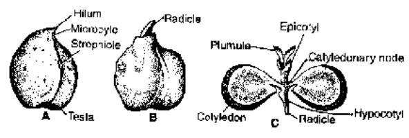 Embryo Formation (Embryogeny)