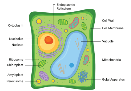 Vacuole