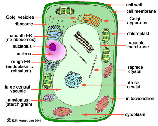 plant cell