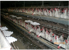 poultry farming (layers)