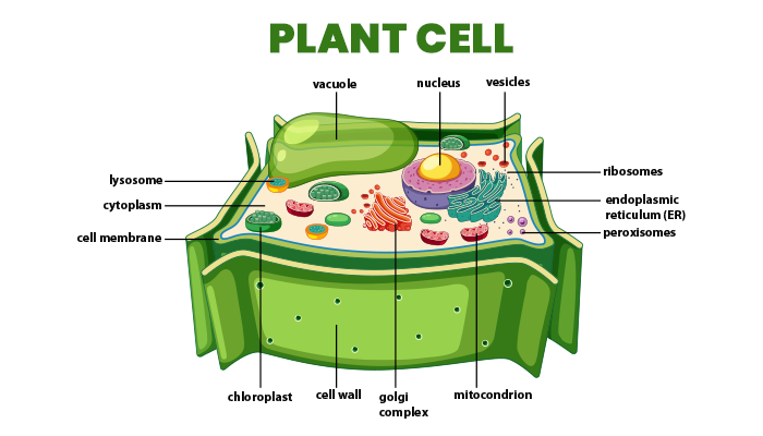 Biology article Plant cell