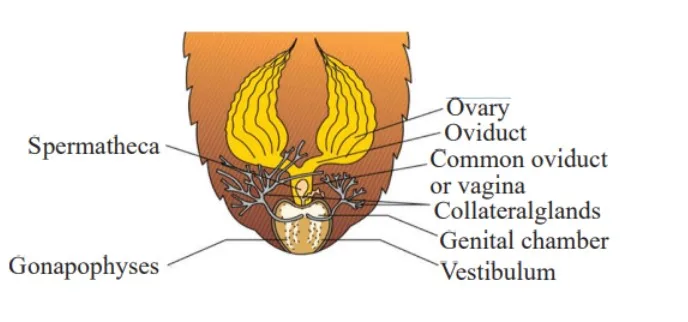 Female reproductive system of cockroach