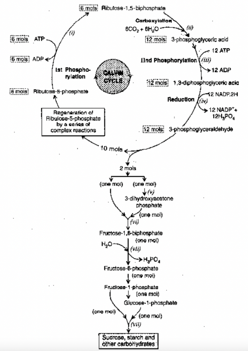 Calvin Cycle Or C3 Cycle Or Reductive Pentose Pathway