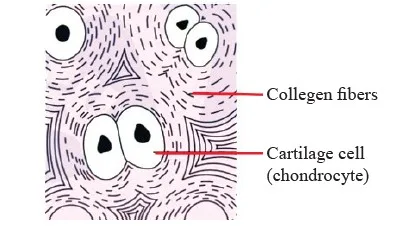 Cartilage