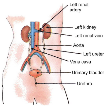ncert%20-%20excretion