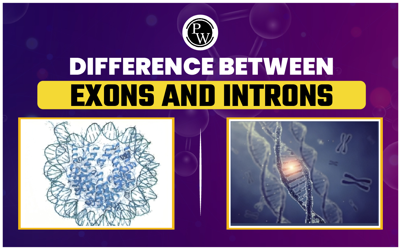 Difference Between Exons and Introns