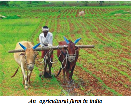 Agricultural farm in india