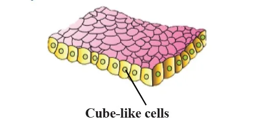 Cuboidal epithelium