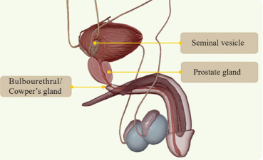 Diagrammatic view of male accessory glands