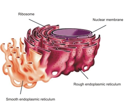 ENDOPLASMIC RETICULUM