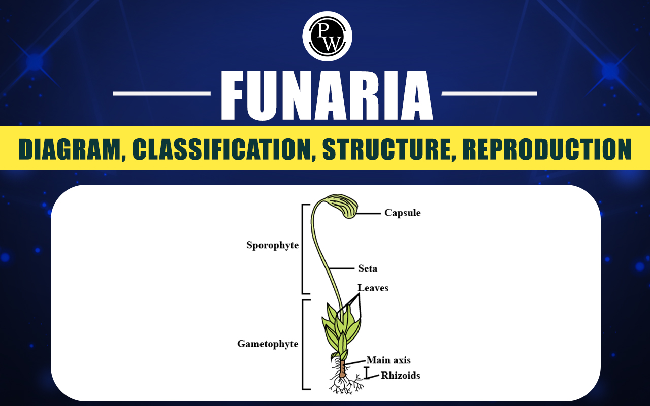 Funaria