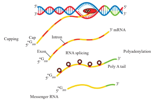 Process of transcription in eukaryotes