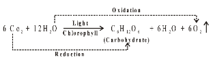 Photosynthesis In Higher Plants 