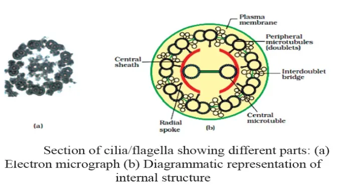 Cilia and Flagella