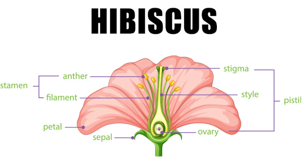 Hibiscus Diagram