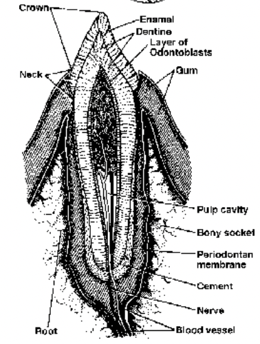 Digestive System of Human