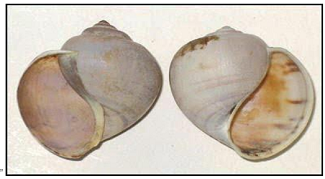 PIla Globosa