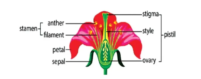 Sexual Reproduction in Flowering Plants
