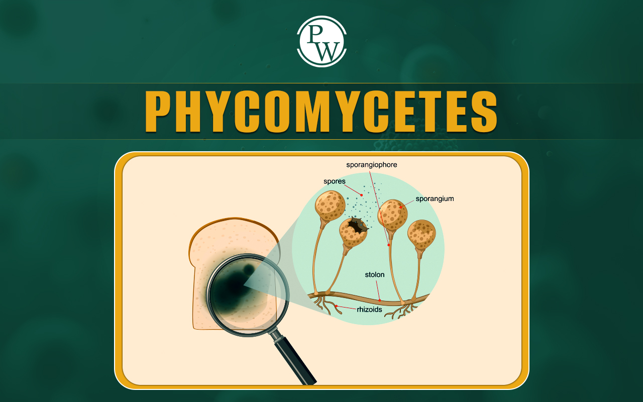 Phycomycetes, Definition, Characteristics, Types and Structure
