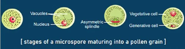 Development of male gametophyte