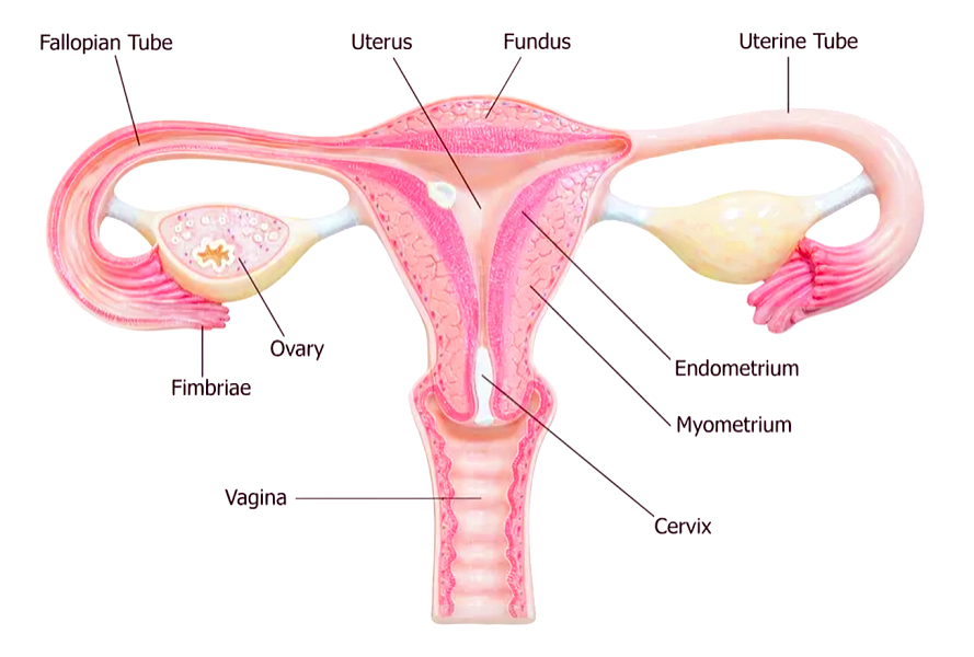 Ovary Diagram