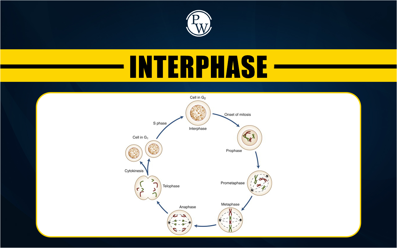 Interphase