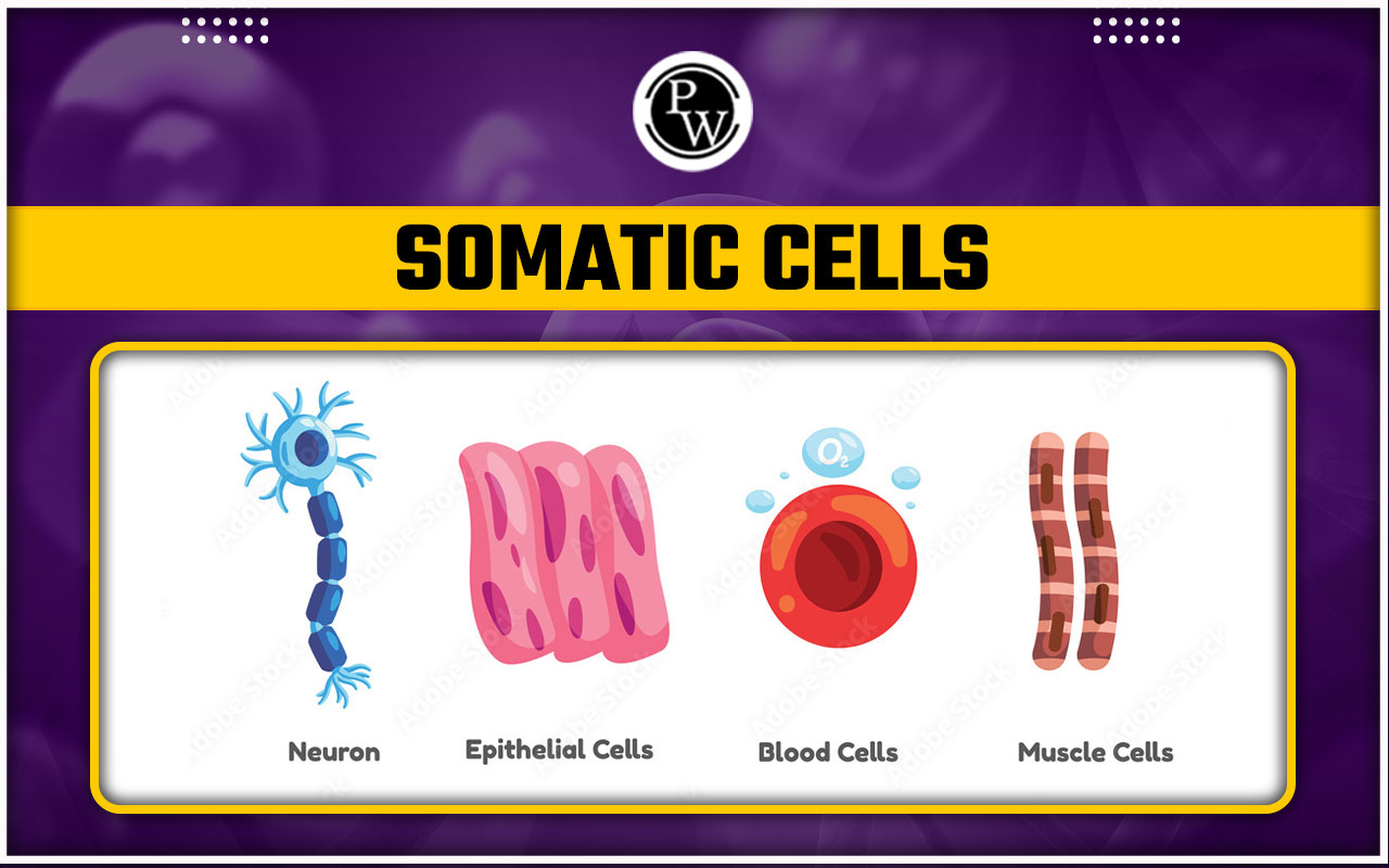 Somatic Cells