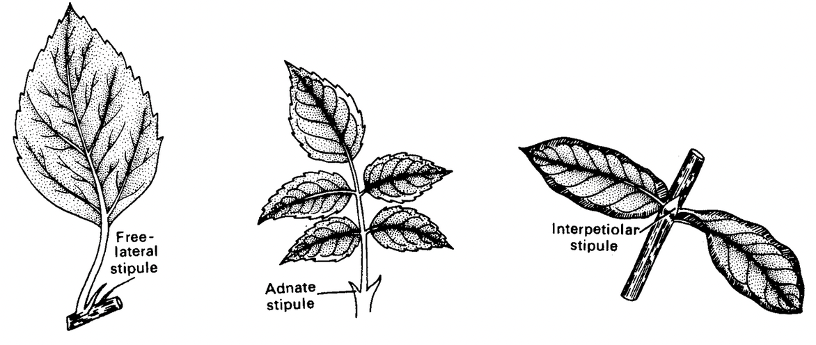 Phyllotaxy
