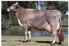 brown swiss
