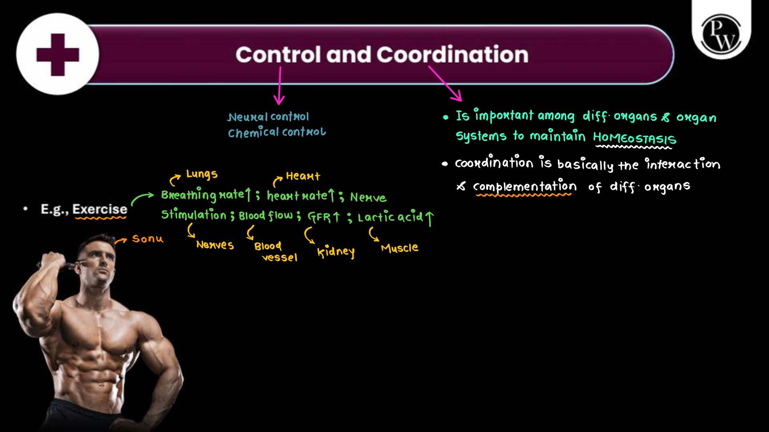 Neural Control and Coordination NEET Notes