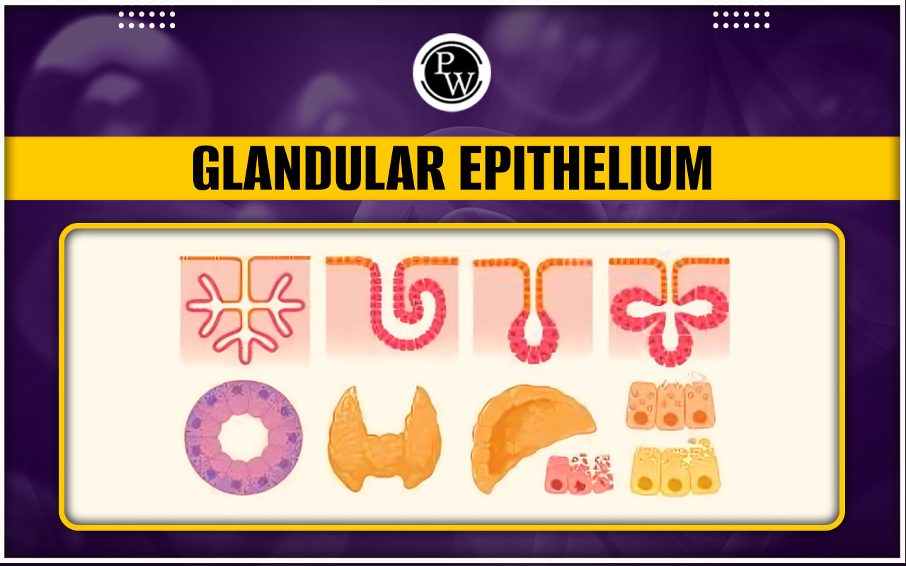 Glandular Epithelium