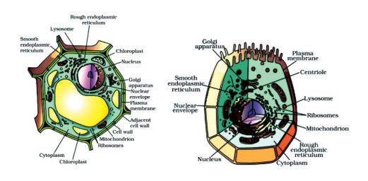  Eukaryotic cell 