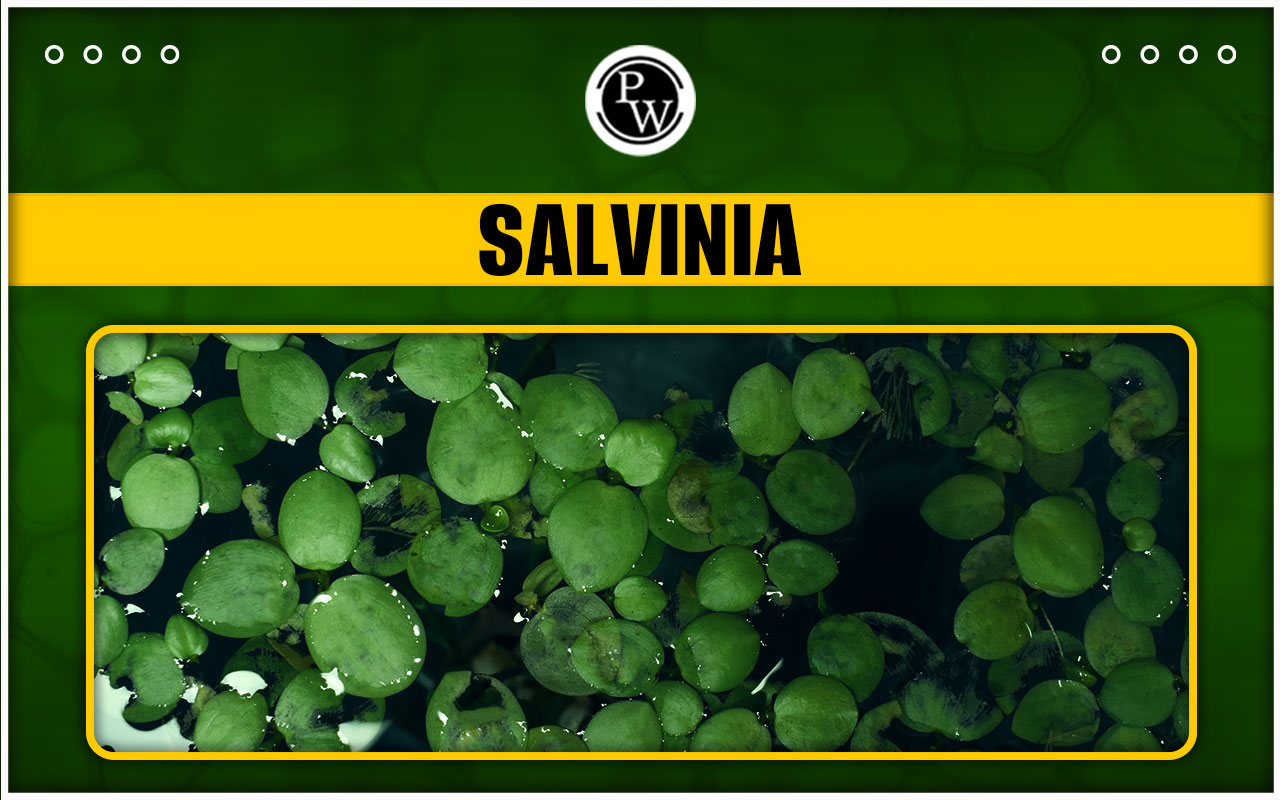 Salvinia