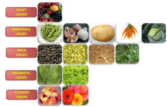 Food Crops Other Than Grains