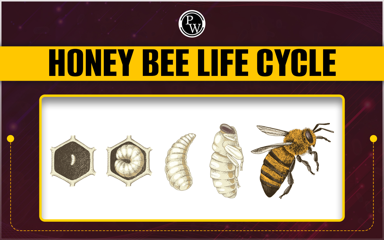 Honey Bee Life Cycle
