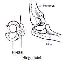 Hinge joints