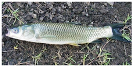 grasscarp