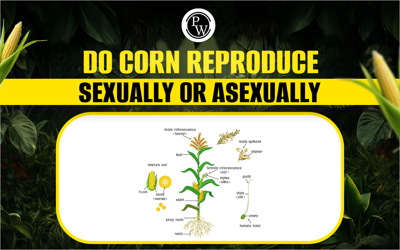 Corn Reproduce Sexually Or Asexually