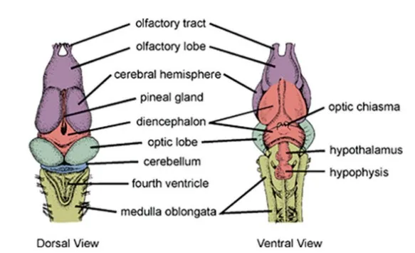Endocrine and Neural Systems of Frog