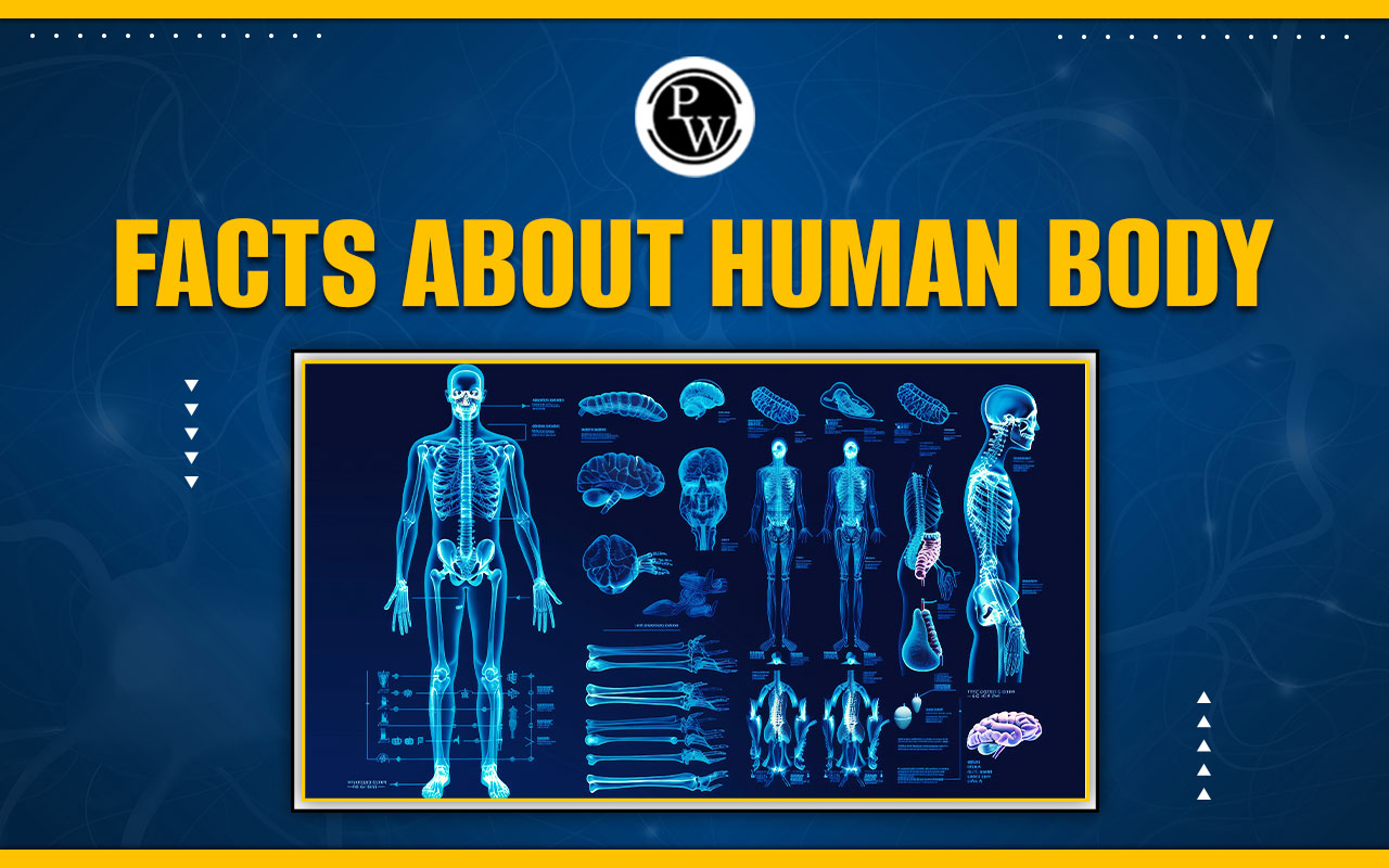 Human Body