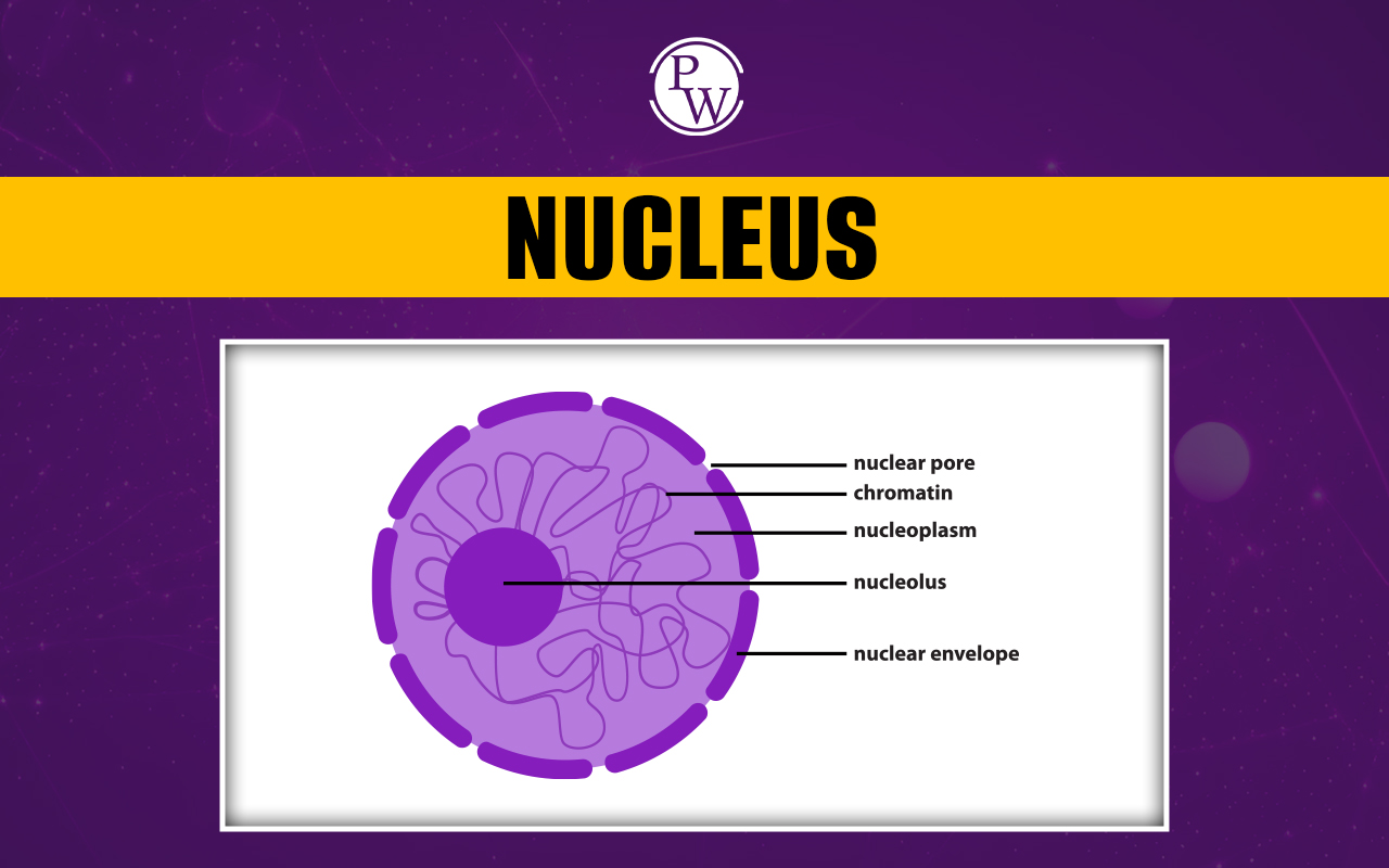 Nucleus