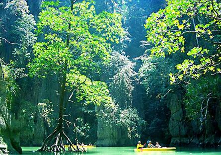mangrove forest