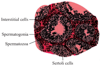 Diagrammatic sectional view of seminiferous tubule