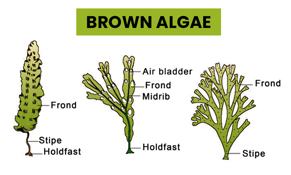 brown algae diagram