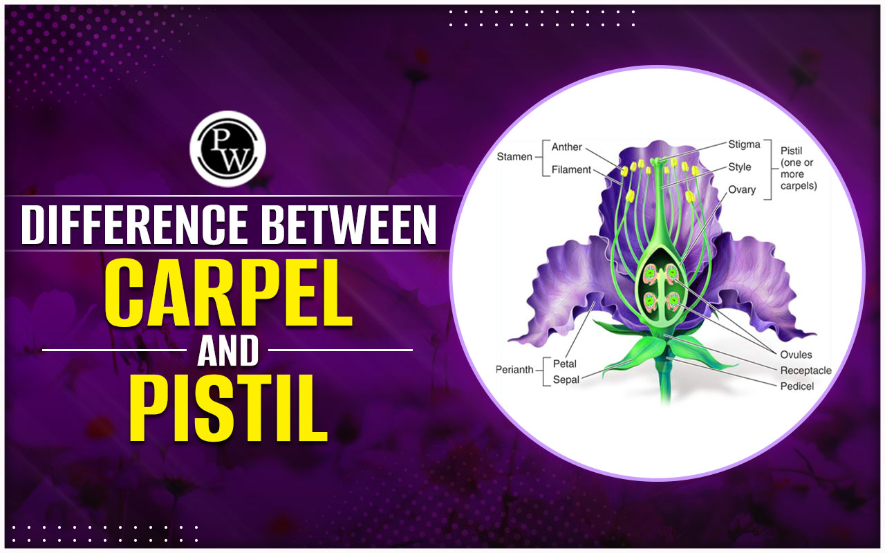 Difference Between Carpel and Pistil