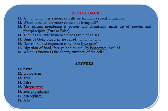 Plant And Animal Cells revision