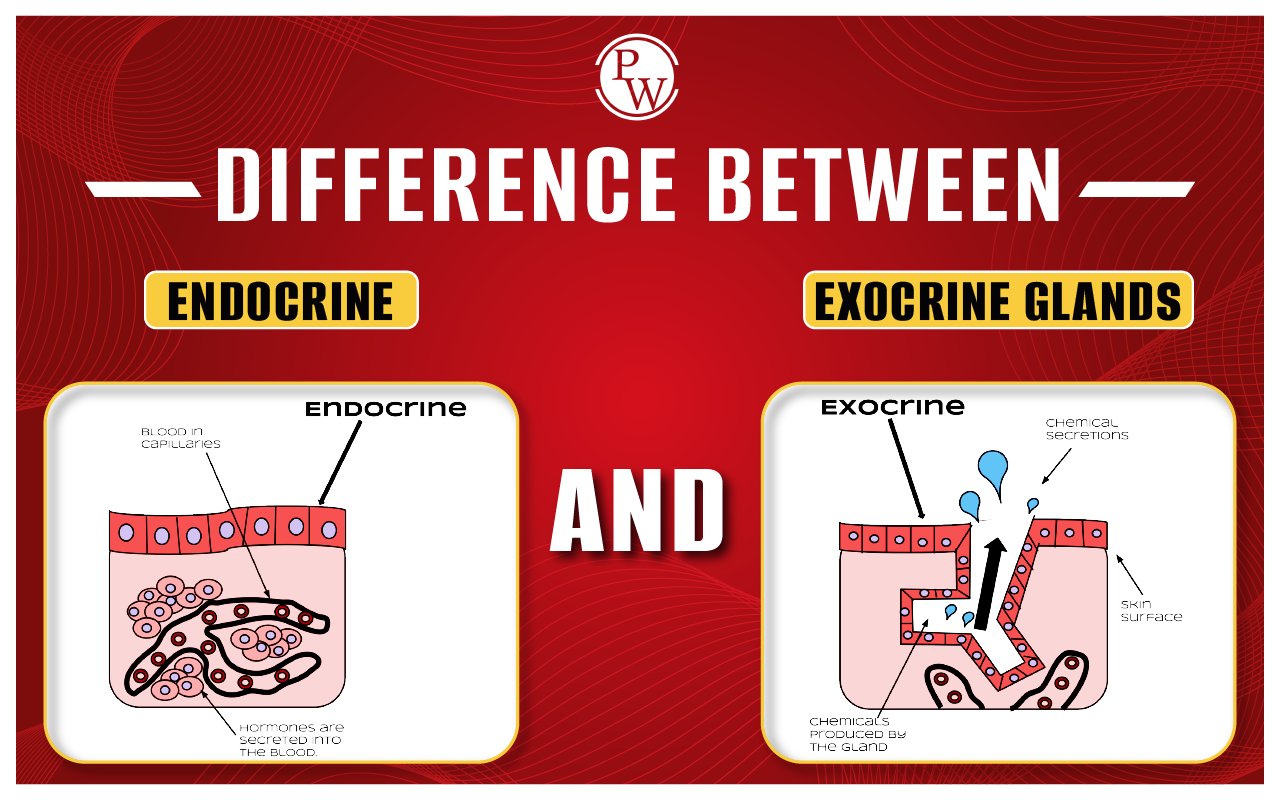 Difference Between Endocrine and Exocrine Glands