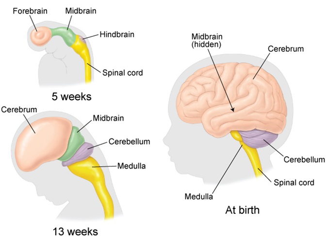 development of brain
