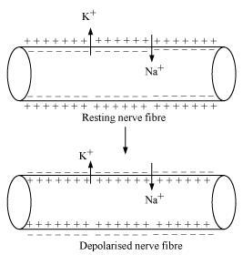 Chapter 21-Neural Control and Coordination